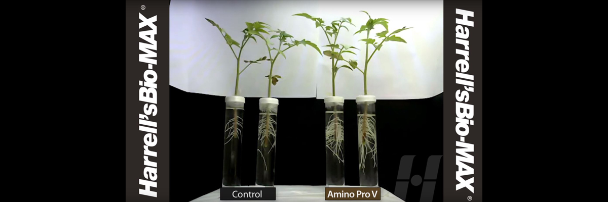 Amino Pro V - What Do Peptides Have To Do With It<br data-mce-bogus=